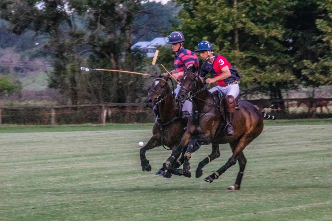 Ashton Polo pony Sale1 4